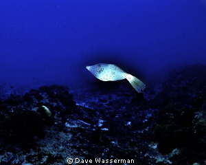I love this fish it followed me everywhere during the dive! by Dave Wasserman 